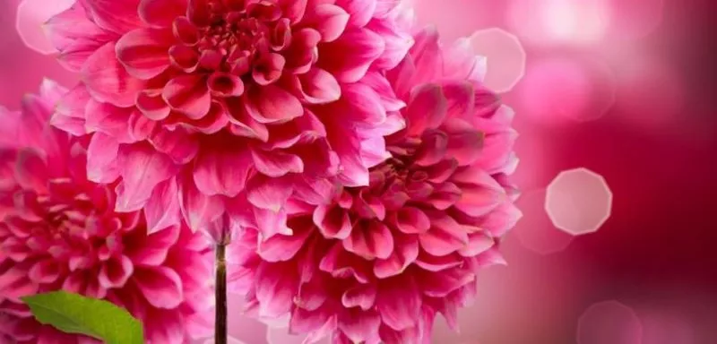 花卉攝影常用技巧：6 Tips for Flower Photography