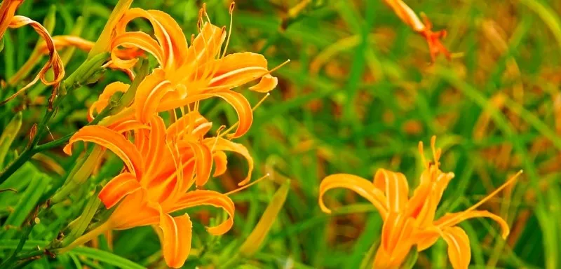 花東縱谷國家風景區：金針花海陸續綻放！花蓮六十石山、赤科山最佳賞花暨拍攝期間唯美公開！
